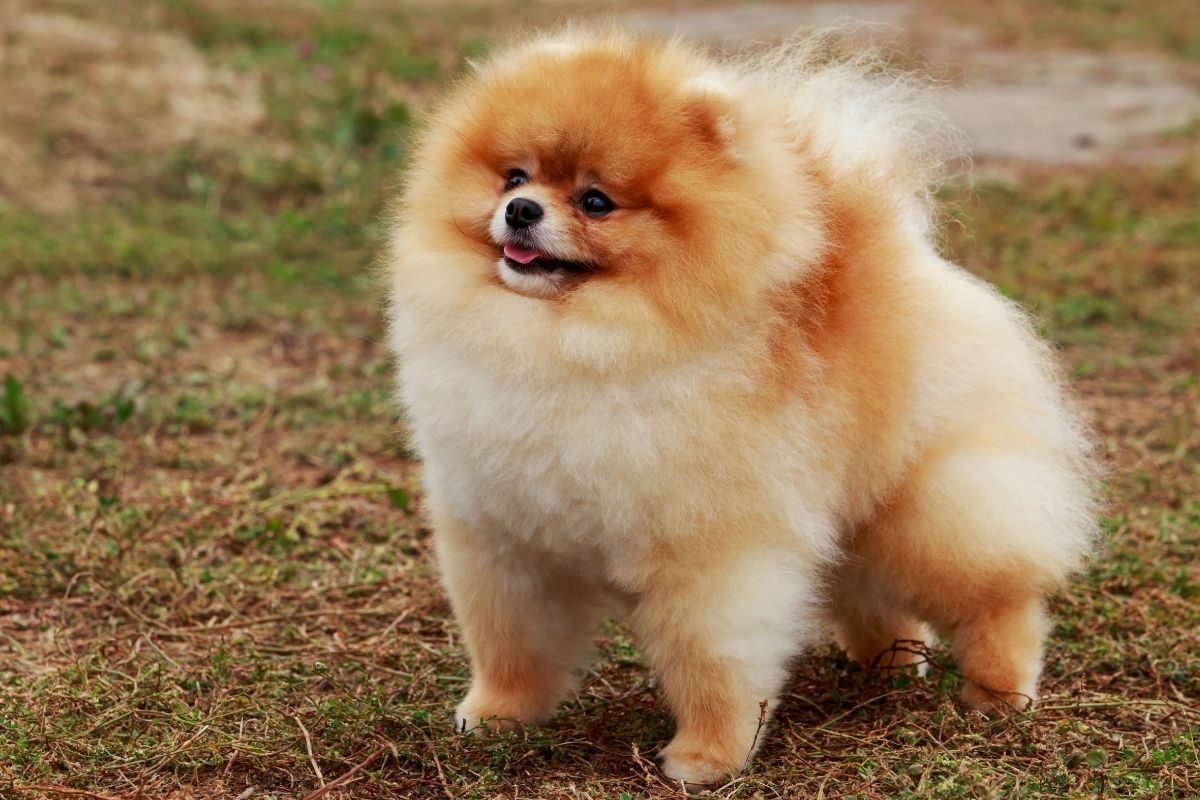 Pomeranian (3)