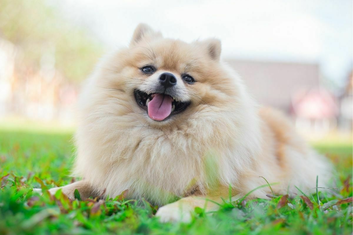 A portrait of a happy pomeranian dog