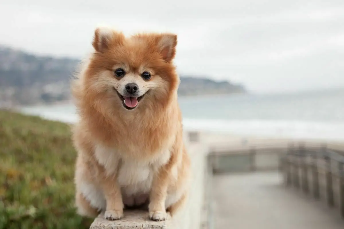 Happy Pomeranian at the beach
