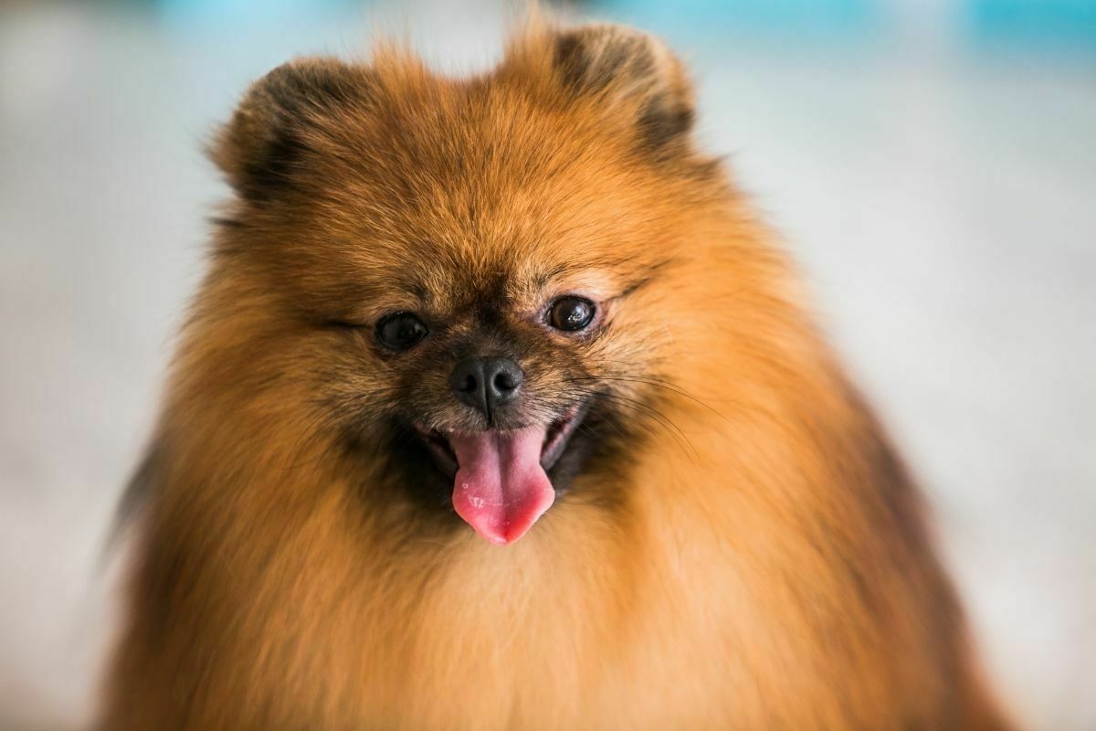 Pomeranian spitz