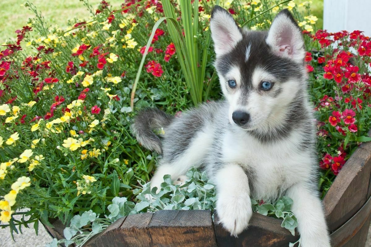 Cute pomsky puppy lying in a bucket of flowers