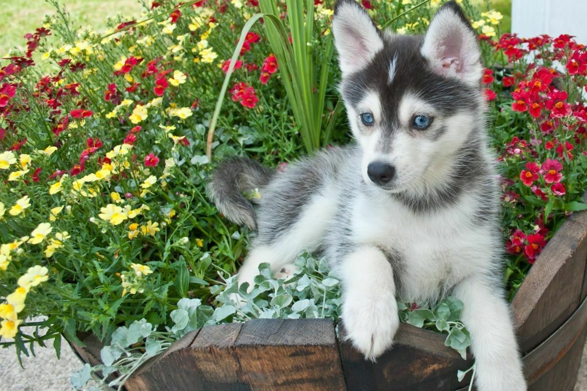 Pomsky in the garden