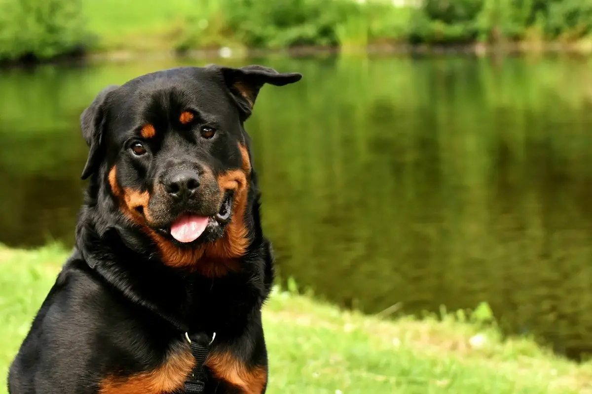 Rottweiler dog in the park