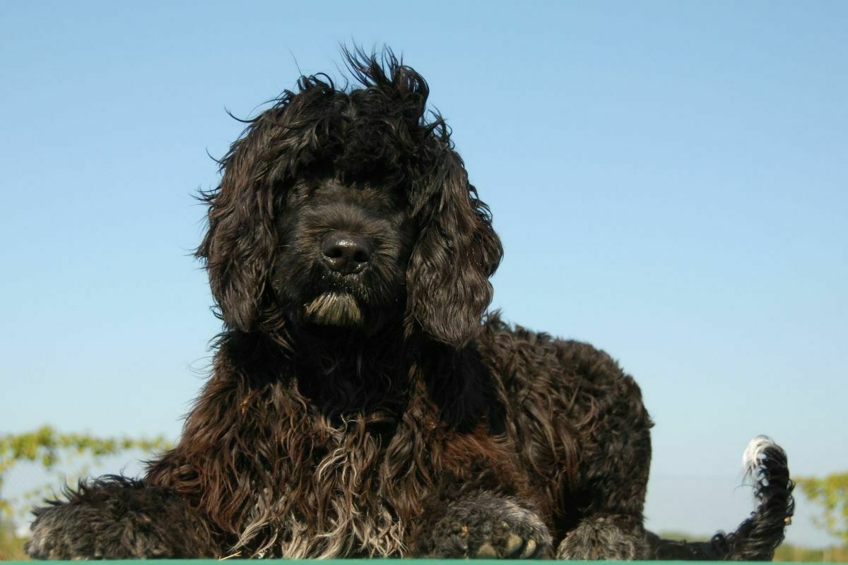 Puppy portuguese water dog
