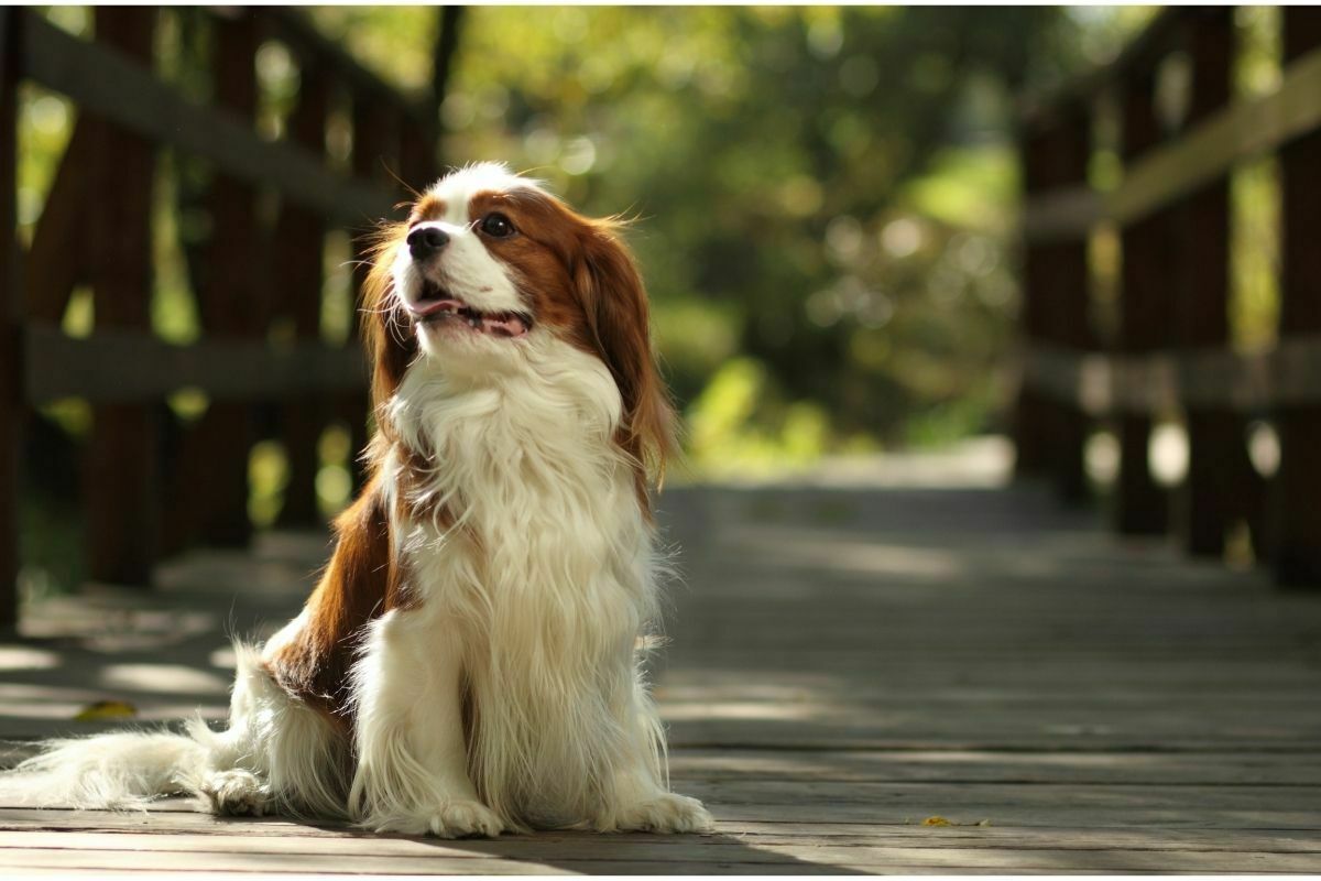 Sitting king charles spaniel