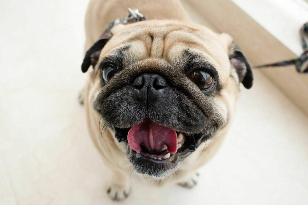 Pug 2 smiling