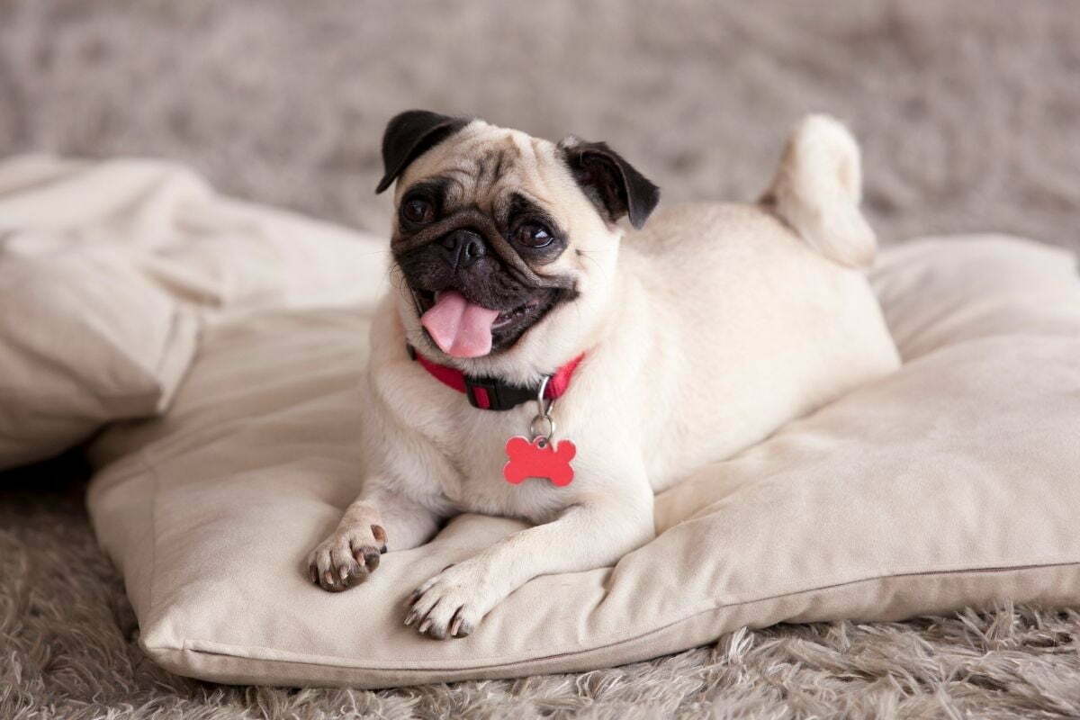 Pug - beautiful dog