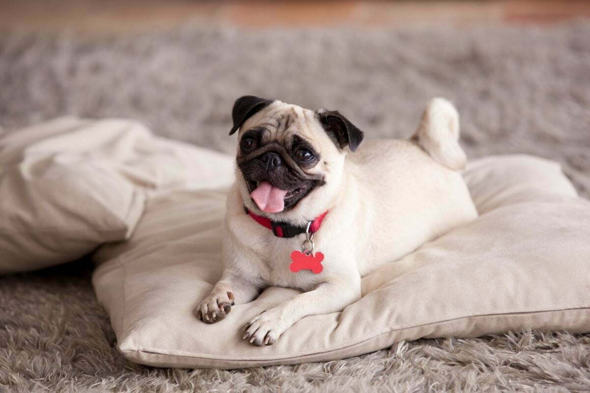 Pug lying in a pillow
