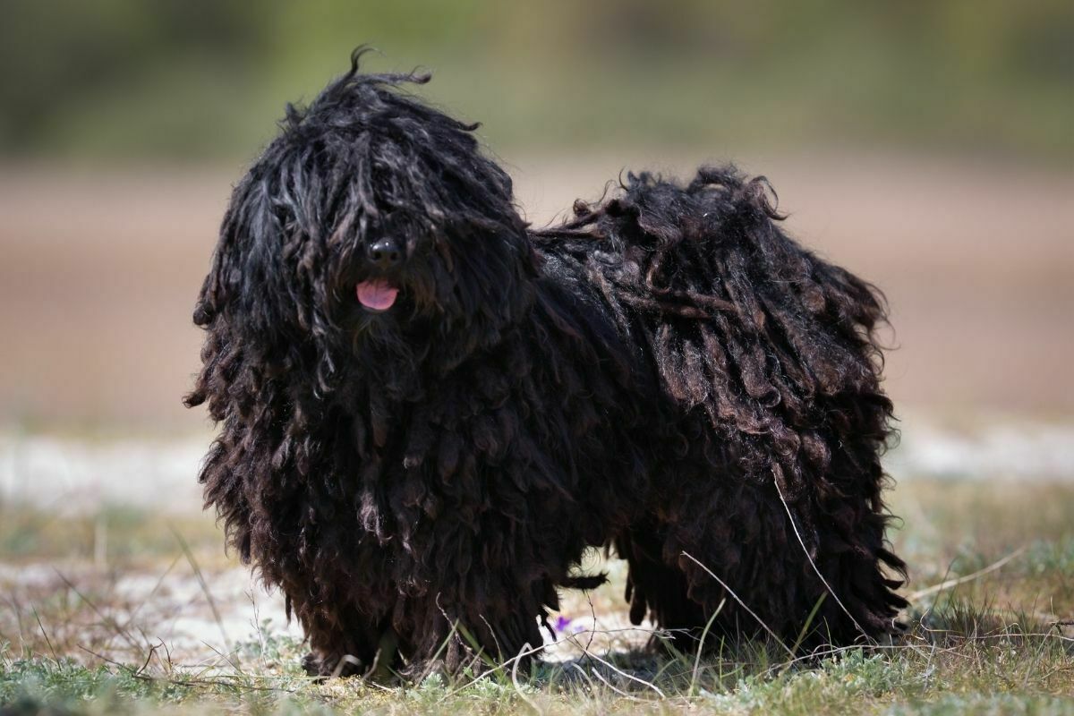 Puli dog outdoors in nature