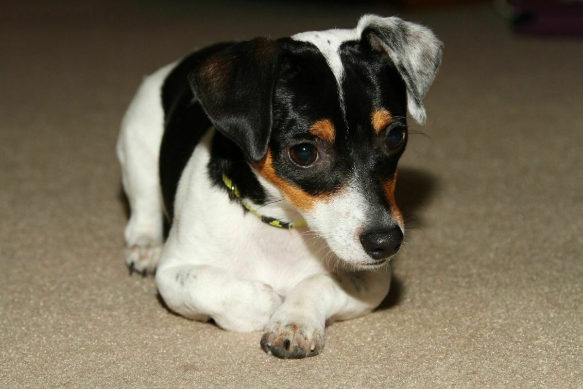 Rat terrier puppy