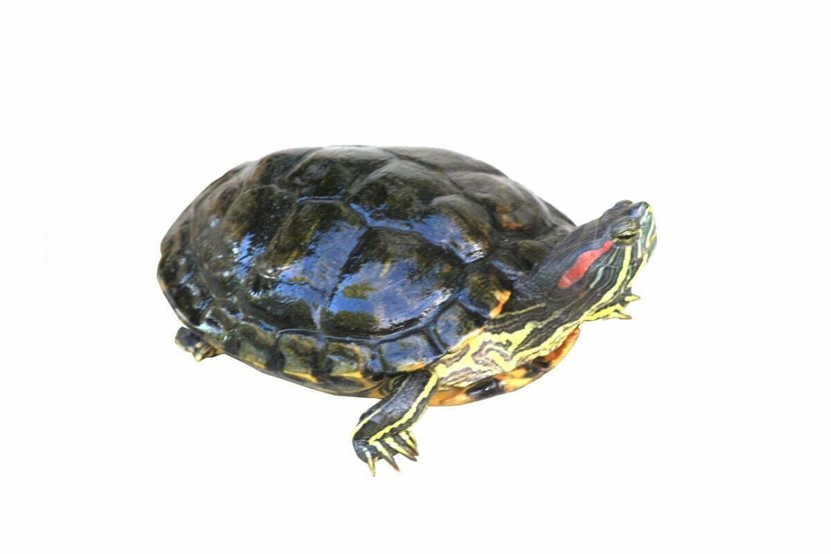 Red-eared slider on white background