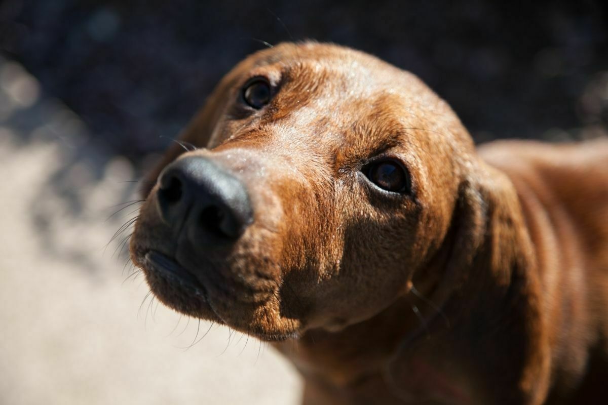 Redbone coonhound face