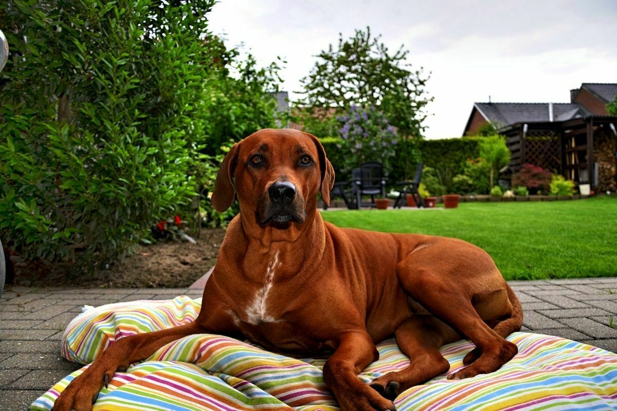 Rhodesian ridgeback sitting on a colorful striped blanket