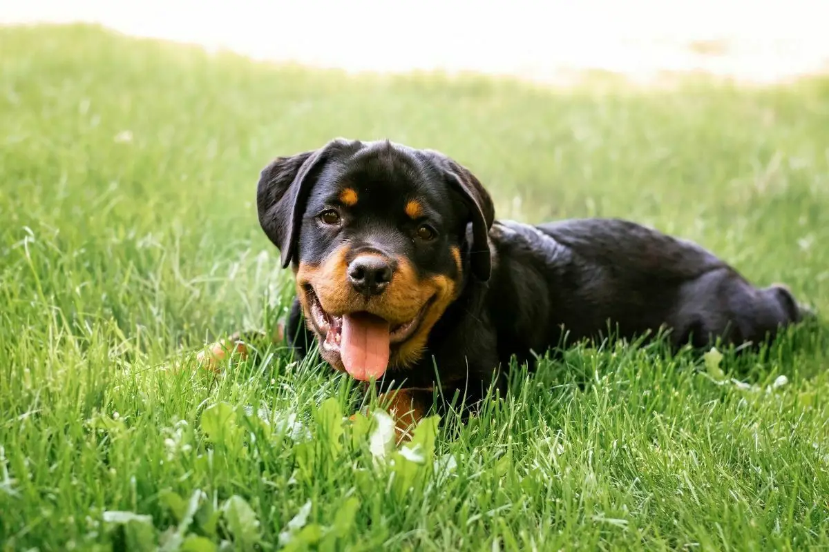 Rottweiler puppy lying on the grass.