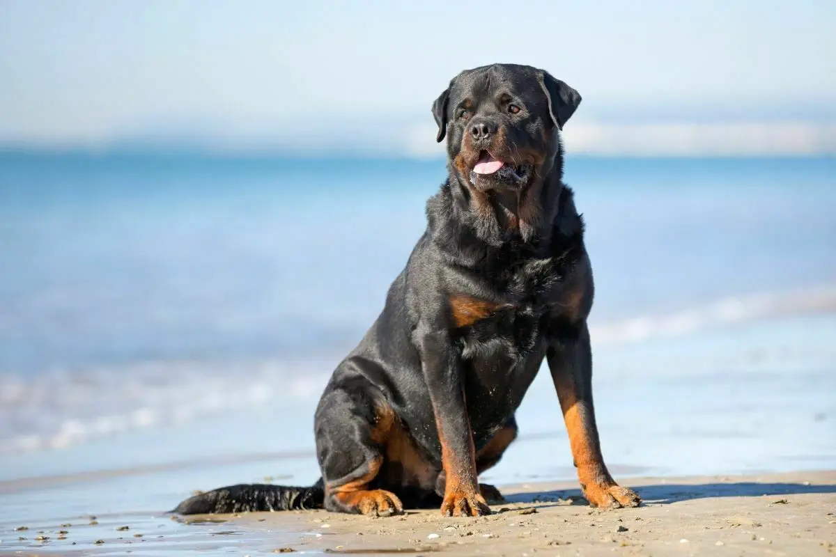 Rottweiler at the beach