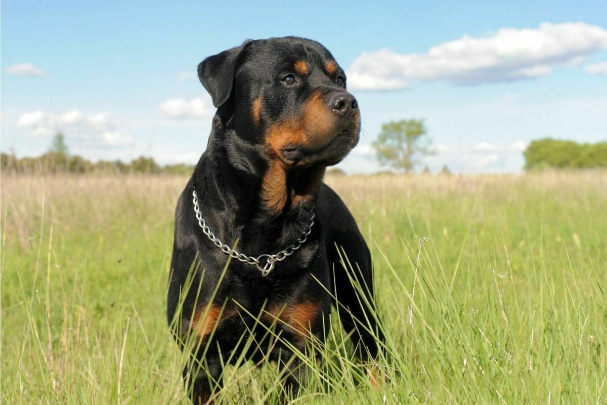 Portrait of a purebred Rottweiler in a field