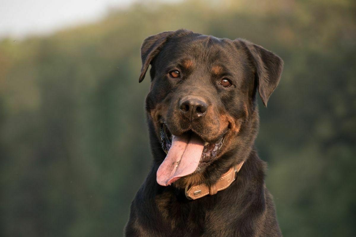 Happy rottweiler