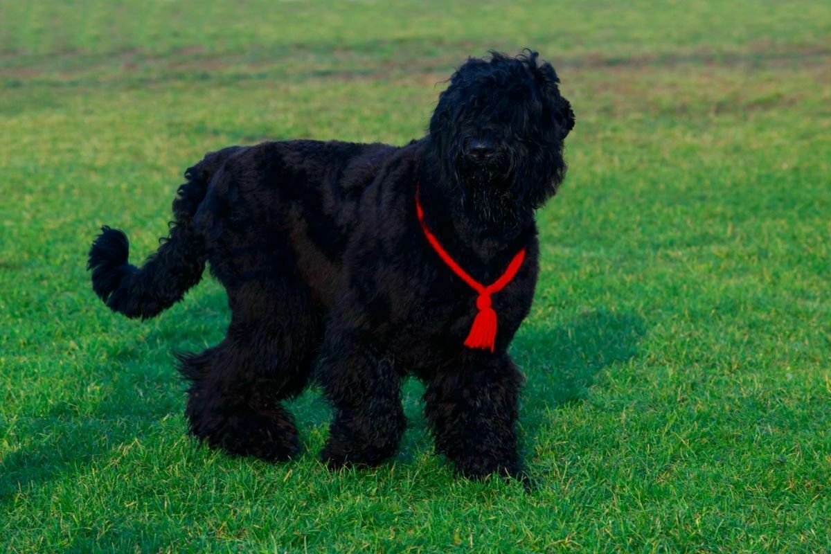 Dog breed russian black terrier