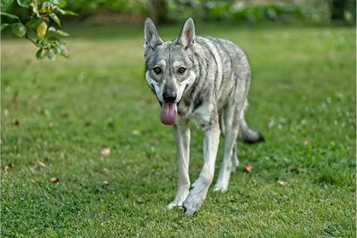 Saarloos Wolfdog (2)