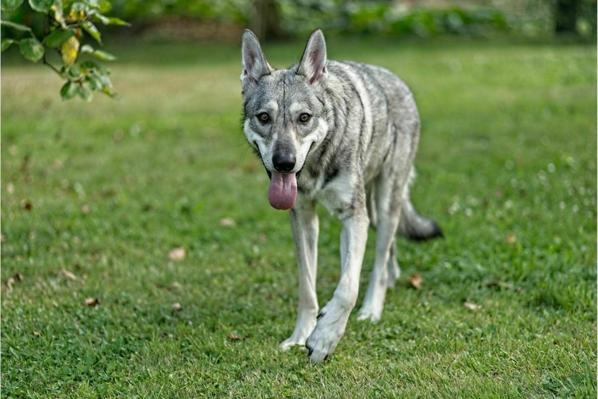 Saarloos wolfdog (2)