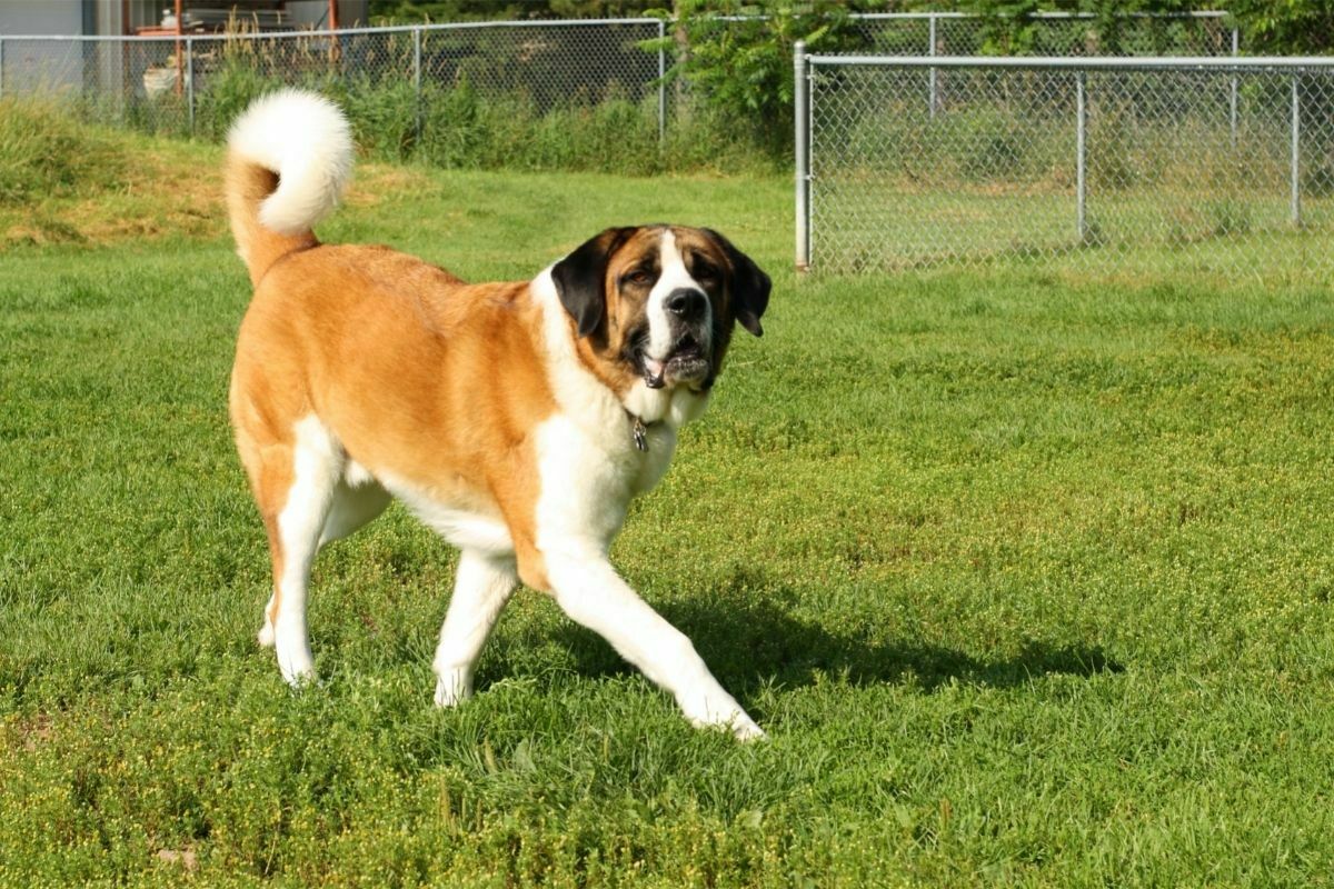 Saint bernard on a grass