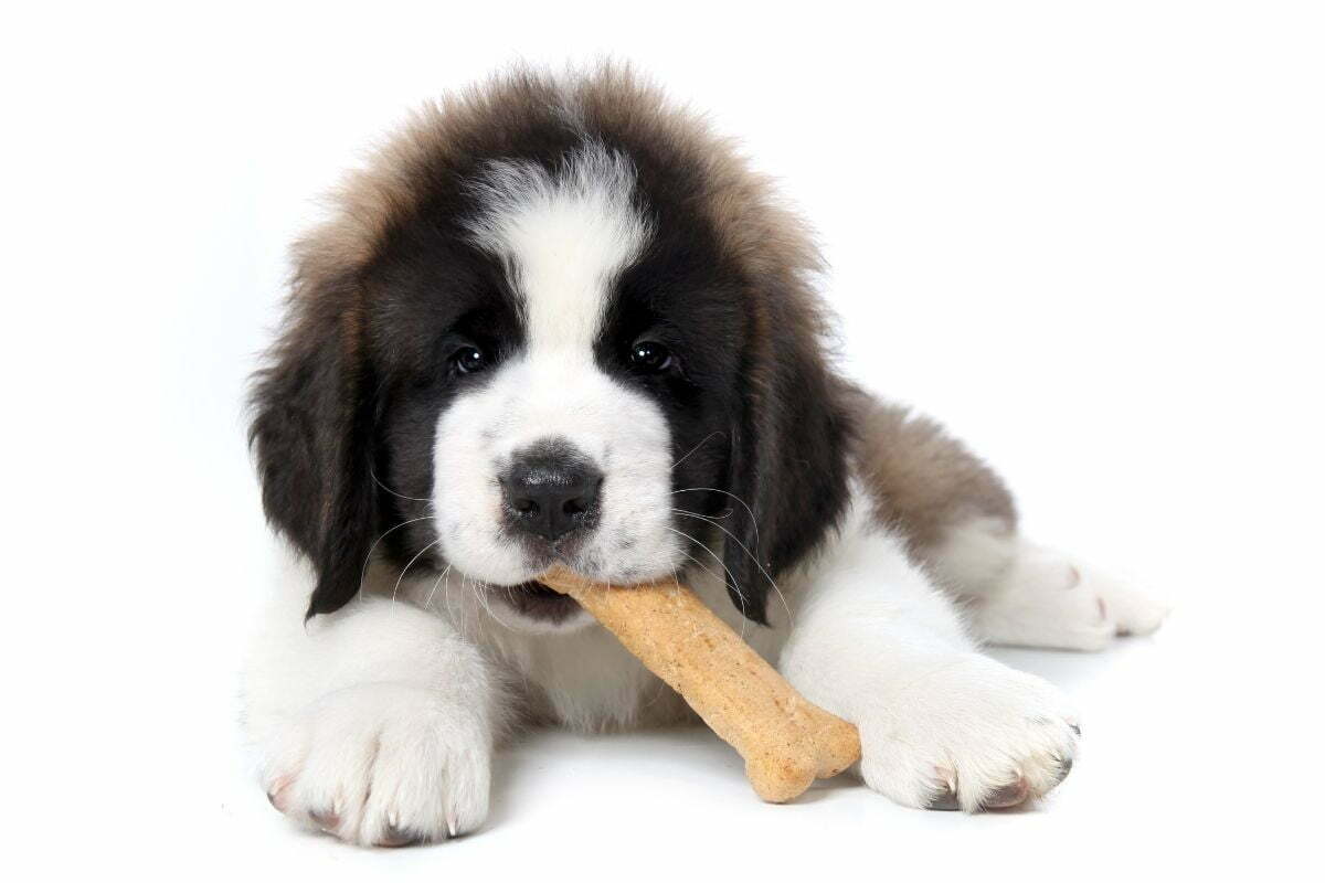 Saint bernard puppy enjoying a treat on white background