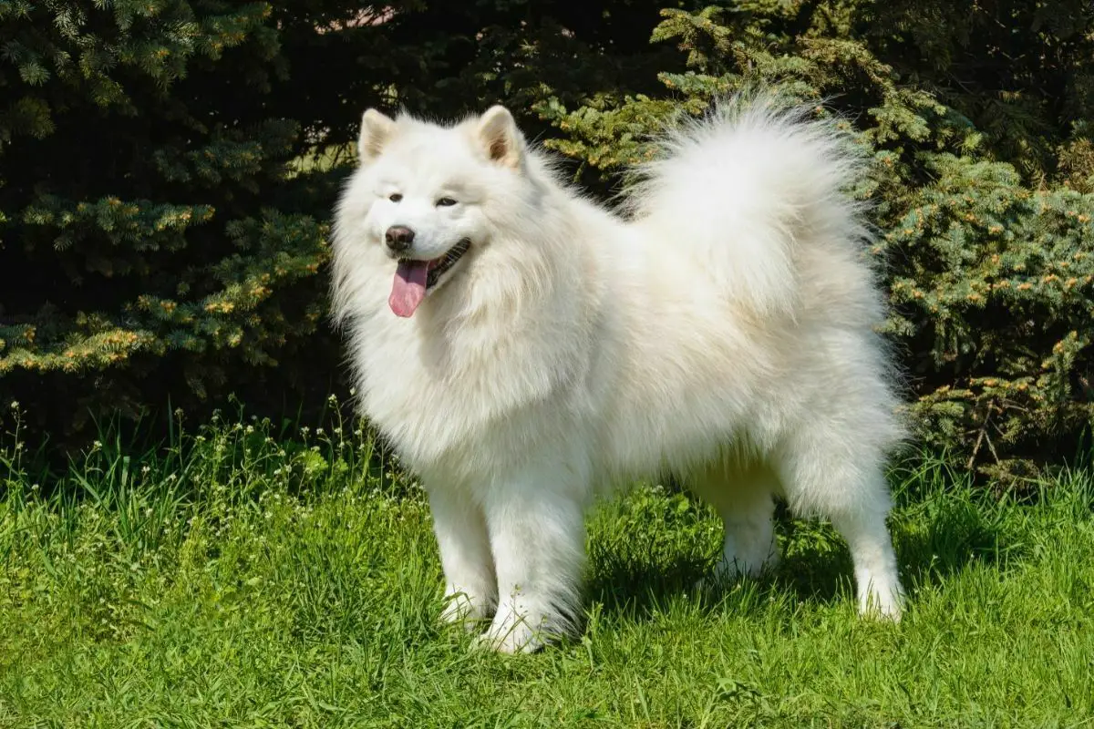 Samoyed plays in the park