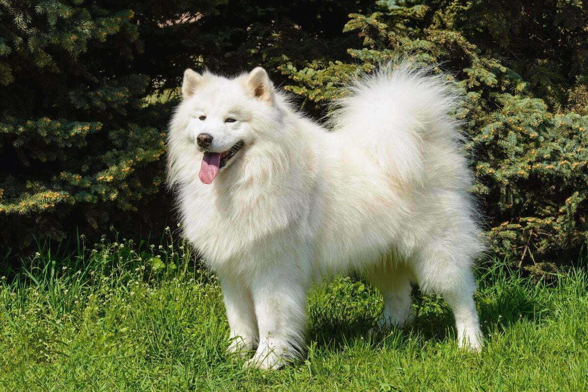 The samoyed stands on the green grass in the park