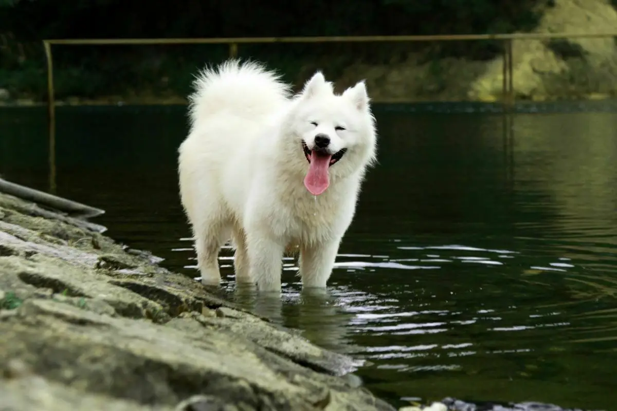 Samoyed playing in the lake