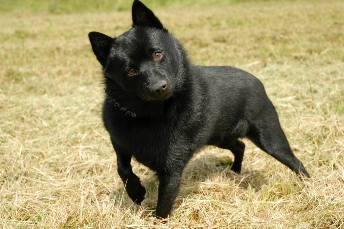 Schipperke