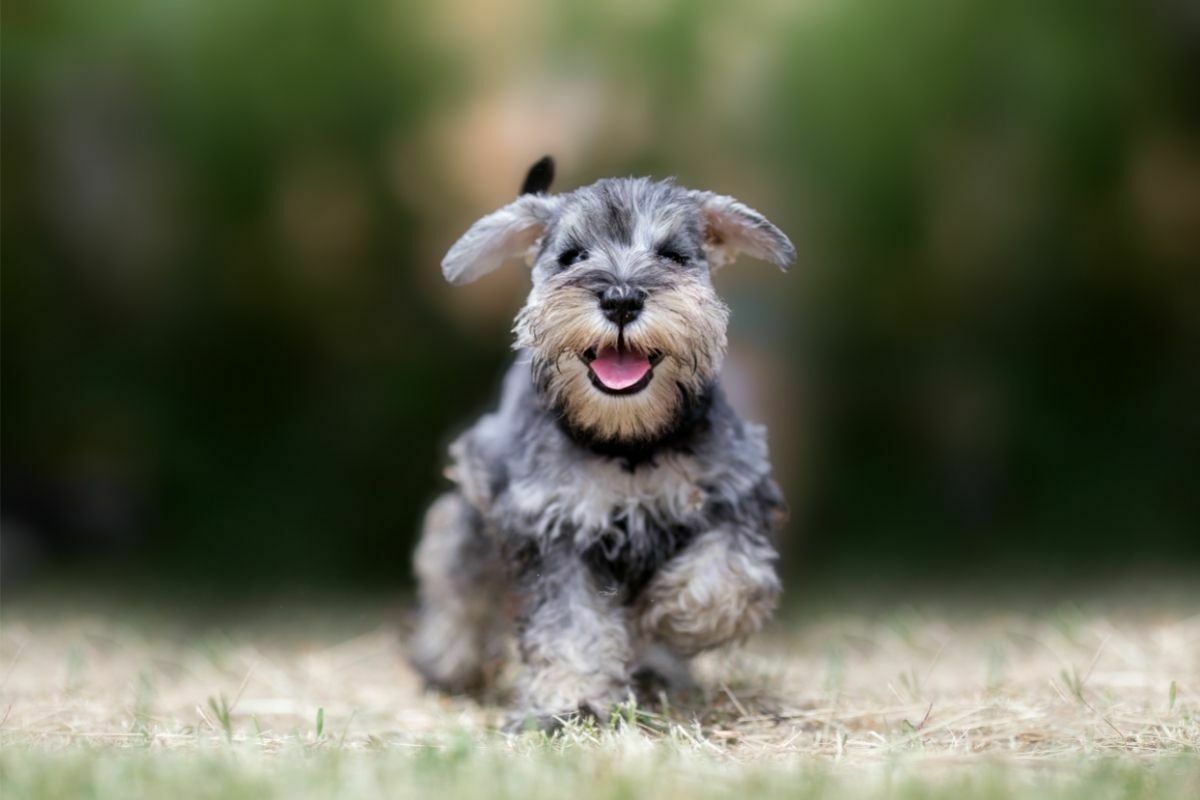 Miniature puppy schnauzer at play