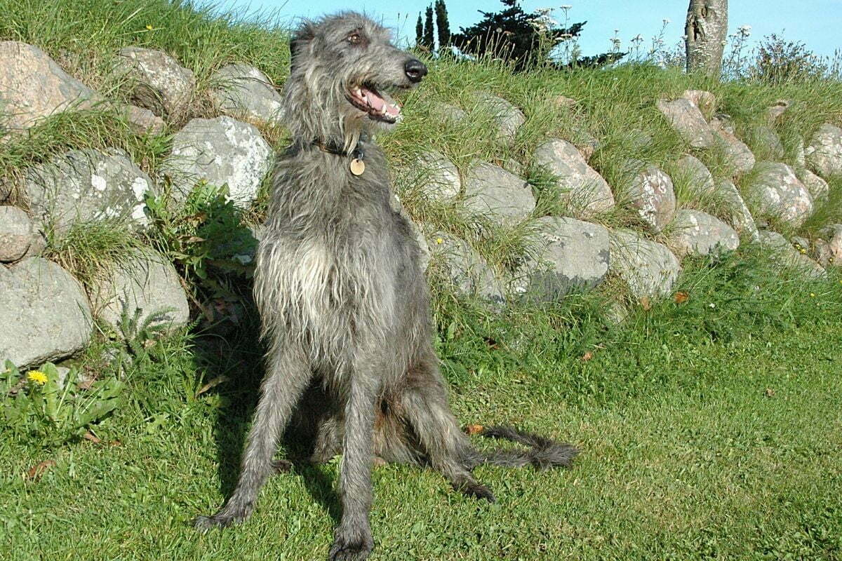 Scottish deerhound sits beside a stone wall