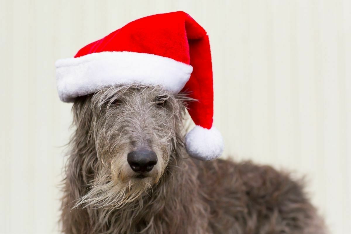 Scottish deerhound wearing a santa hat