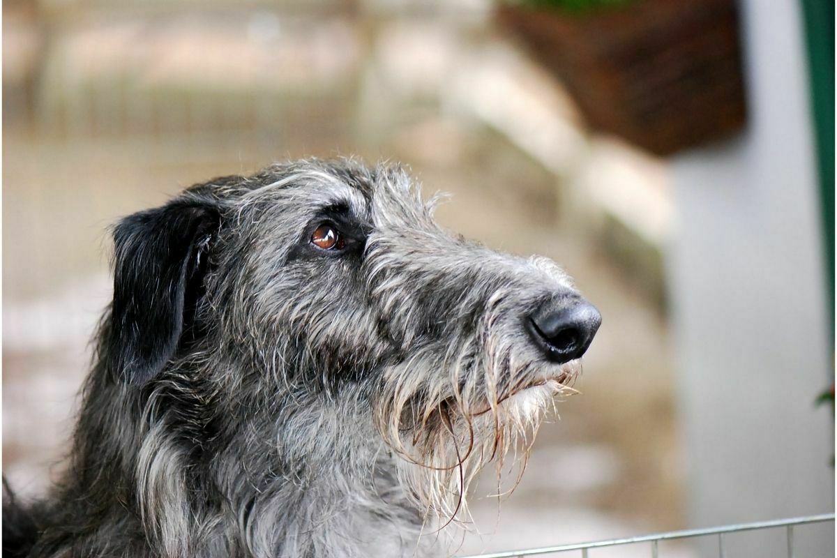 Scottish deerhound breed