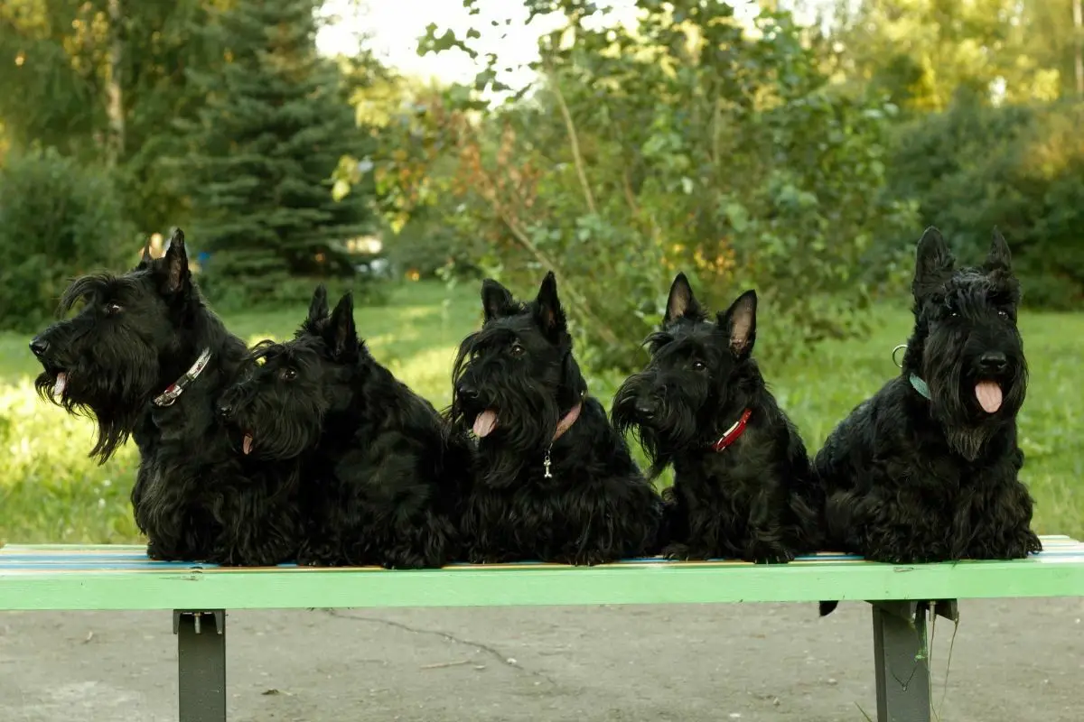 five Scottish Terriers