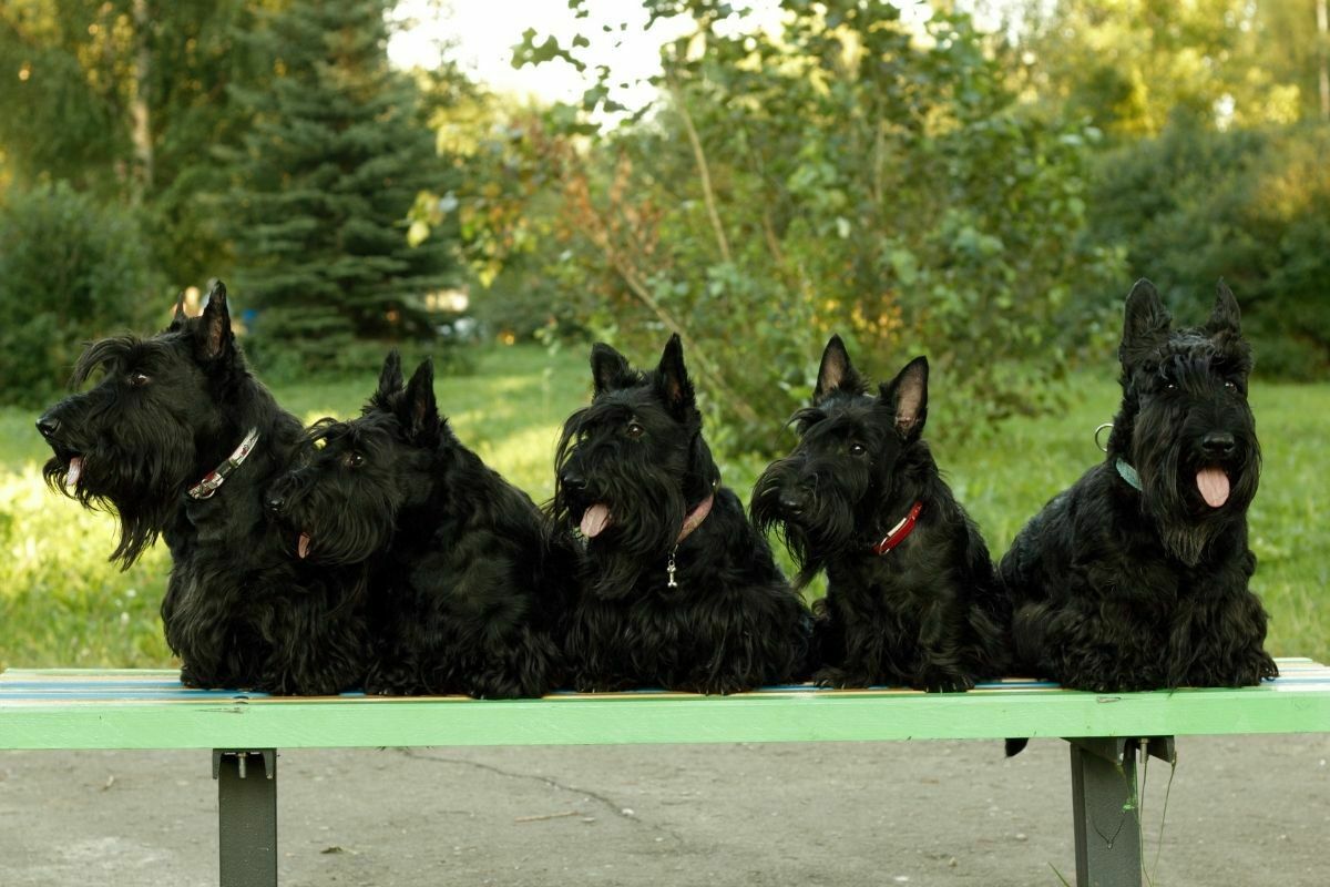 Five scottish terriers