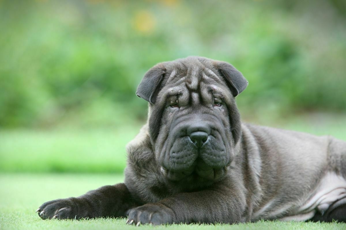 Shar pei a purebred dog in the park