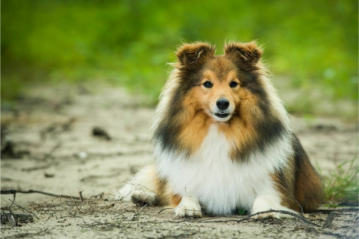 Shetland sheepdog on the field