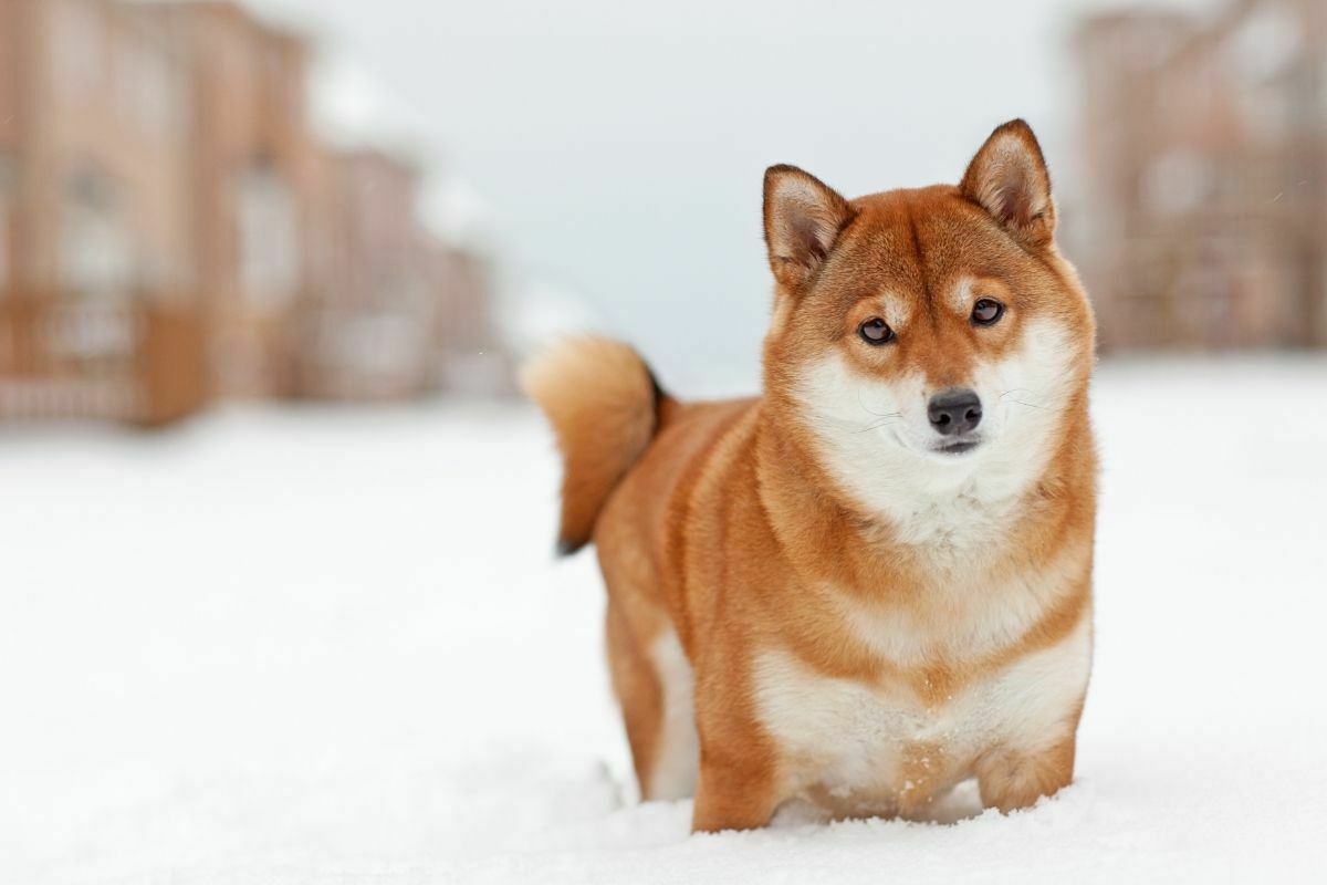 Shiba inu in the snow