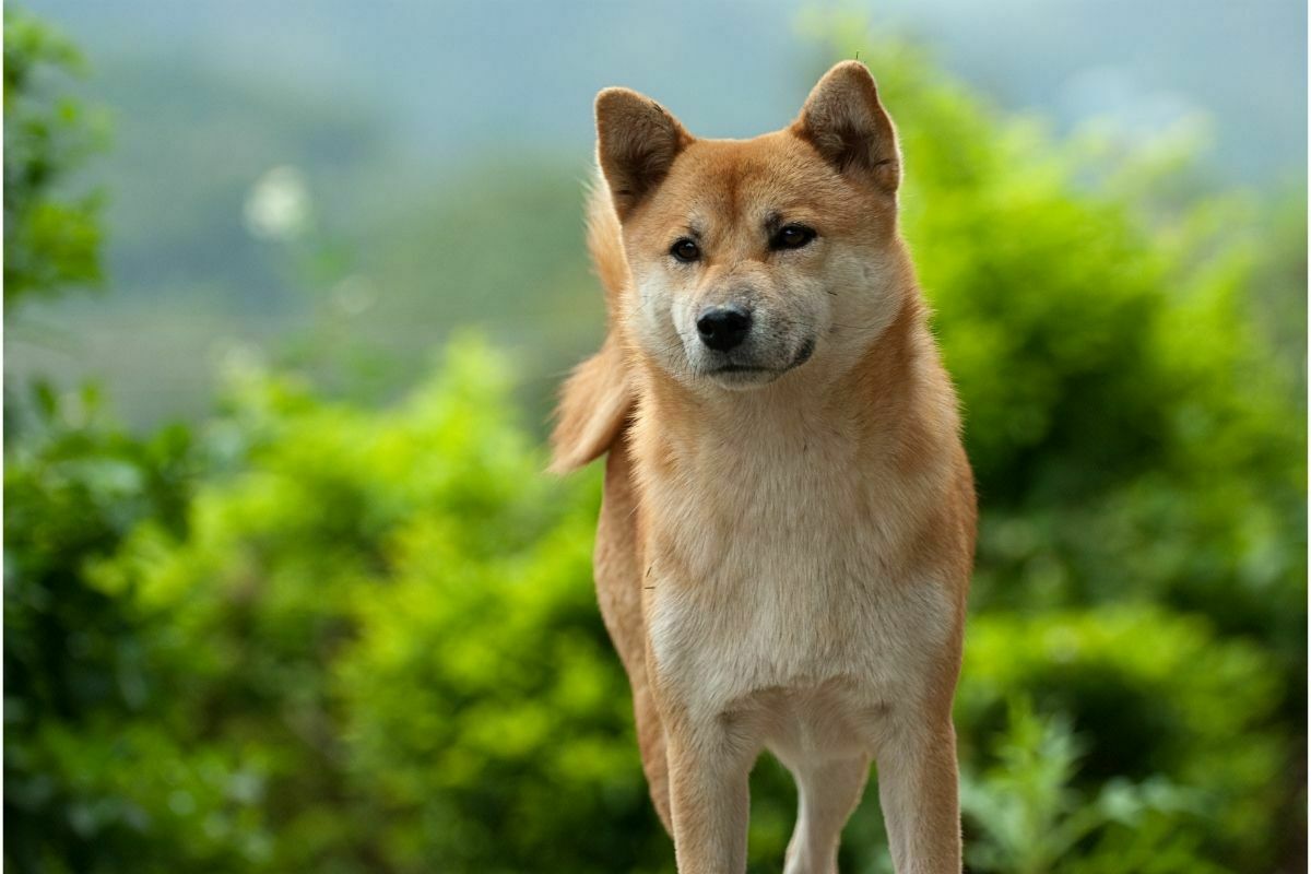 Shiba inu (3)