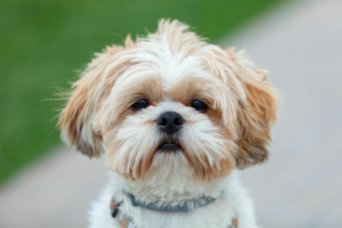 Portrait of a adorable shih-tzu dog