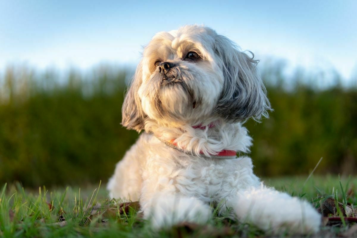 Shih tzu laying down