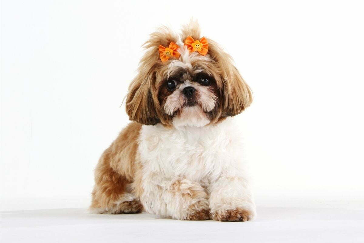 Shih tzu adorable dog with ribbon