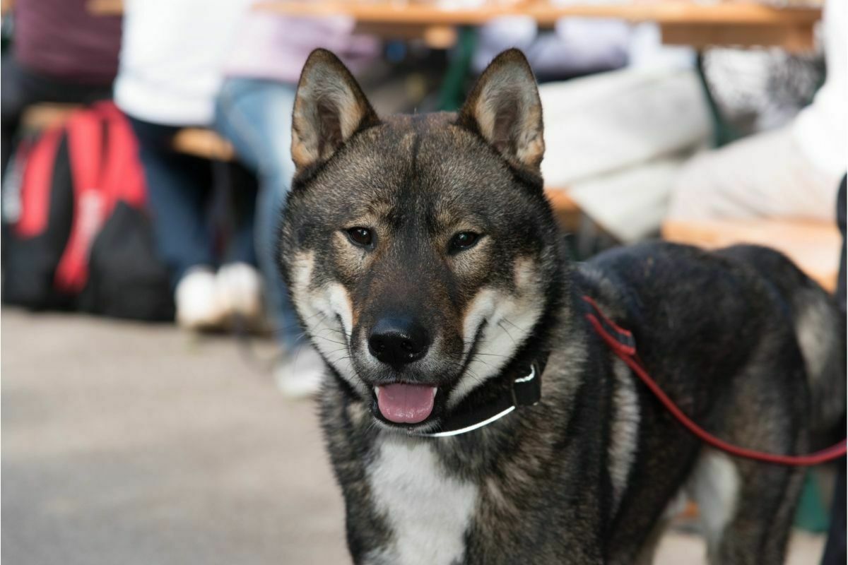 Shikoku dog walked