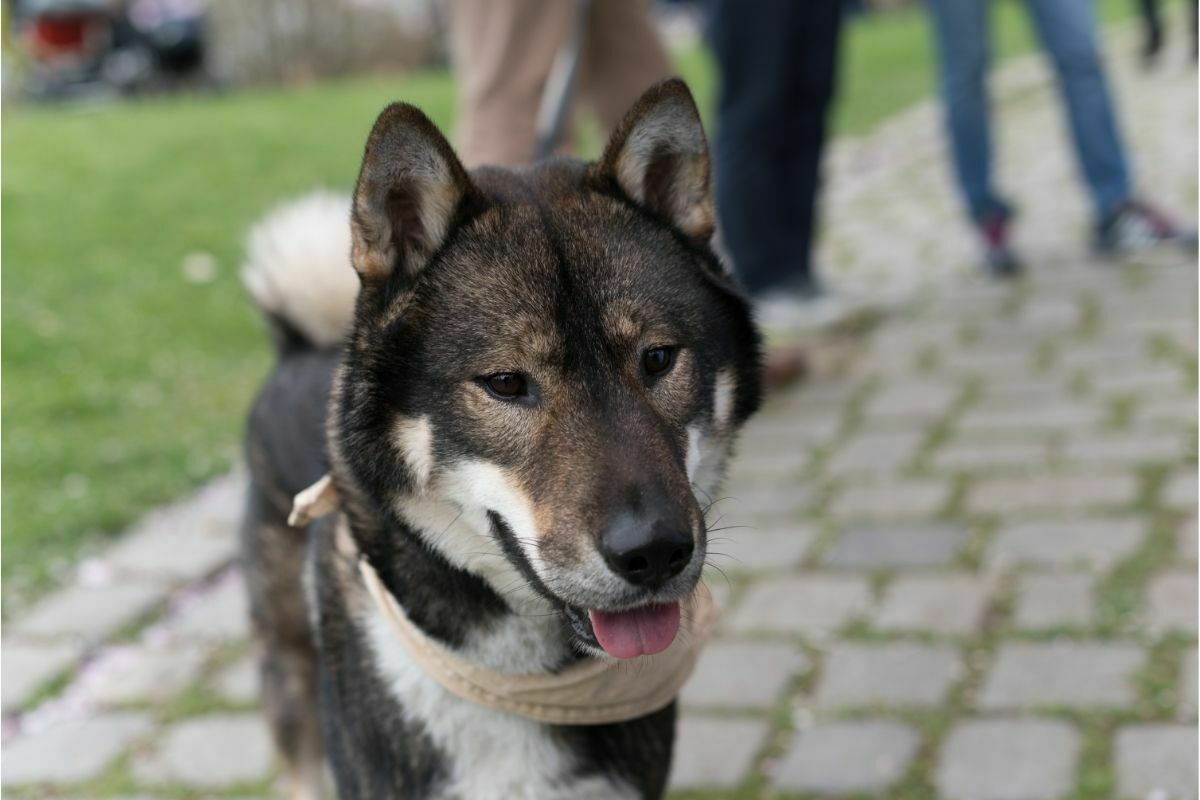 Shikoku in the park