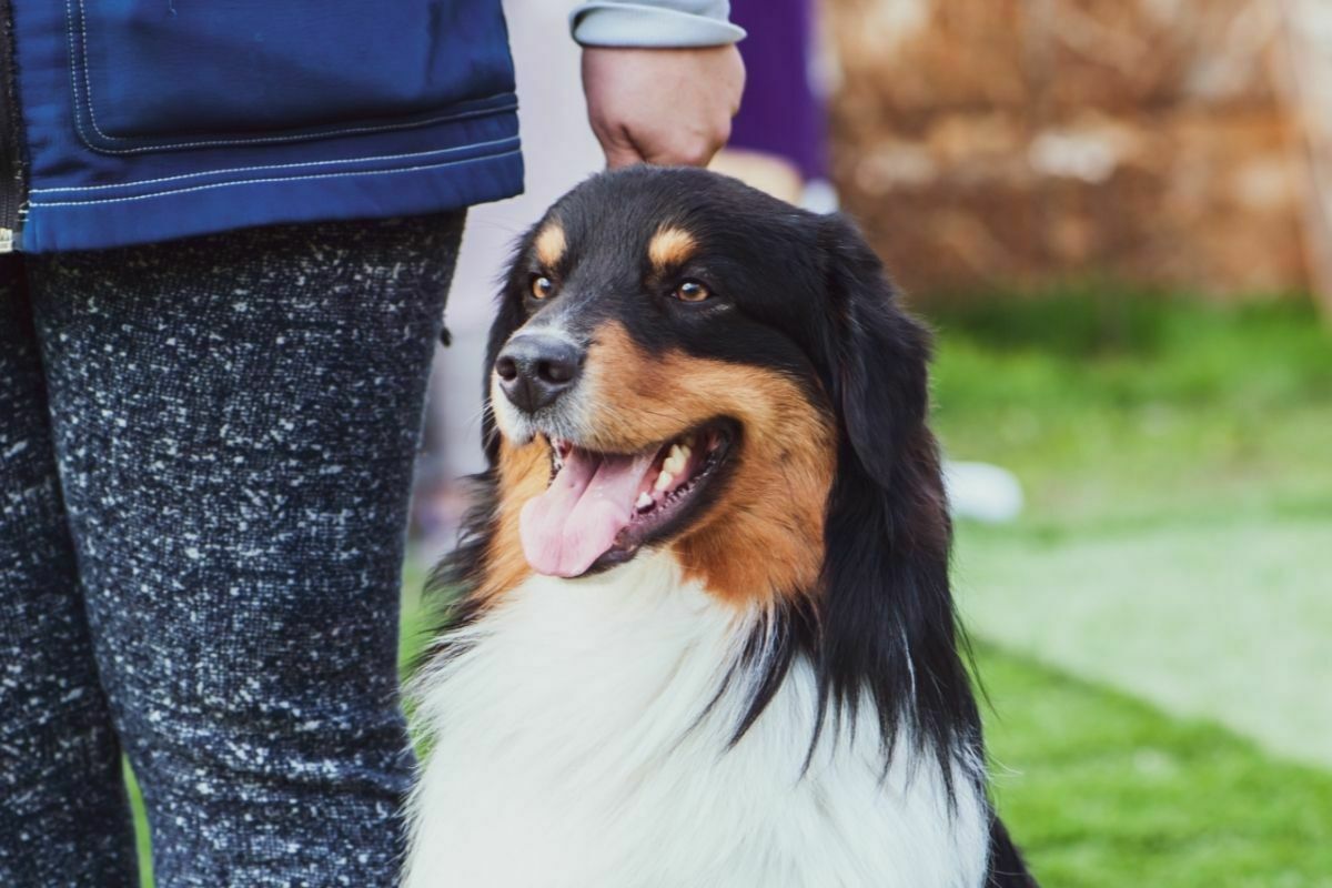 Australian shepherd beside its owner