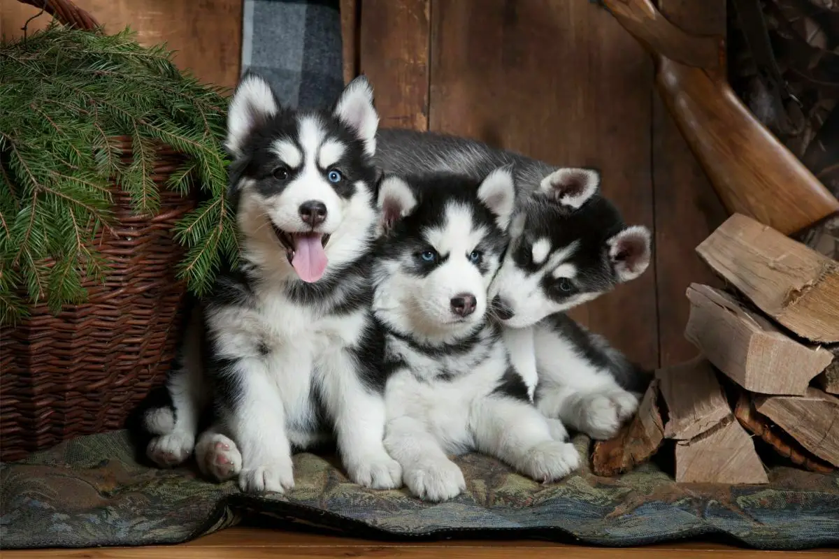 Purebred Siberian Husky puppies indoors