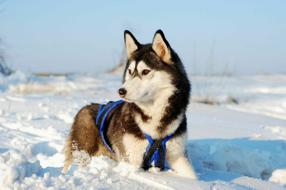 Siberian husky wearing harness