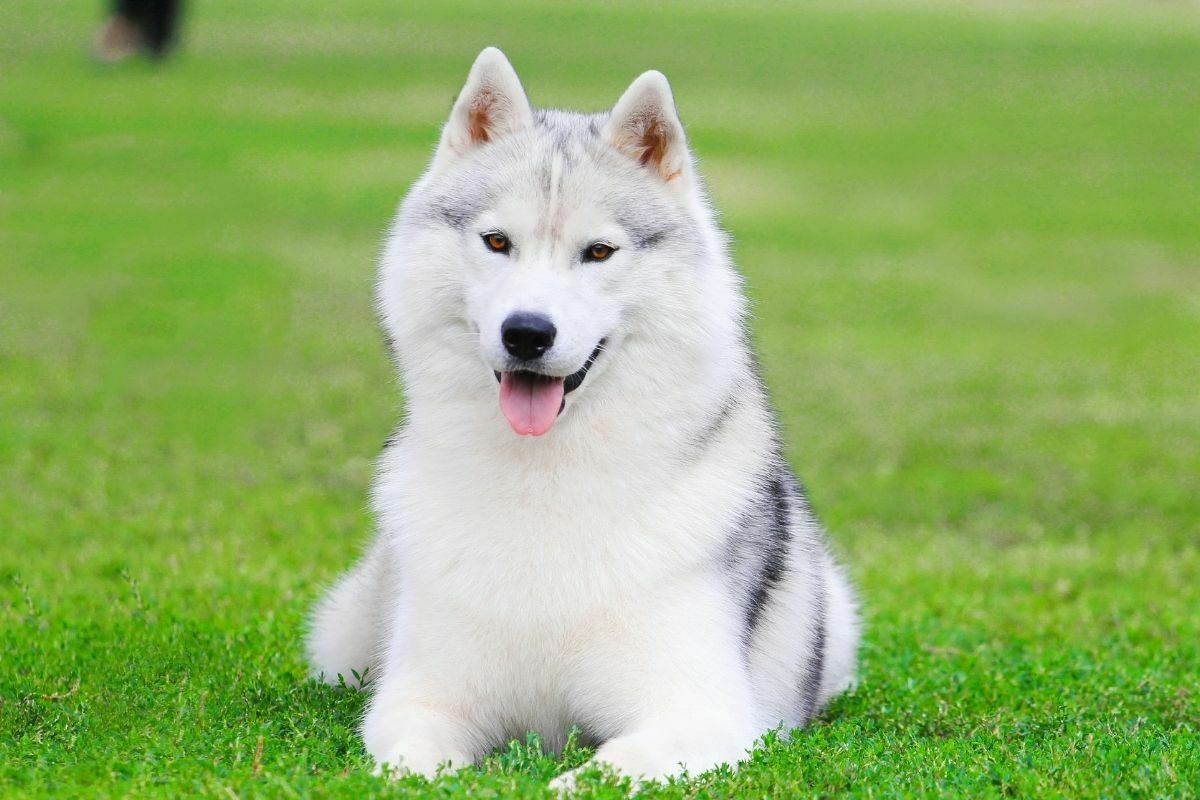 White siberian husky puppy on green grass field