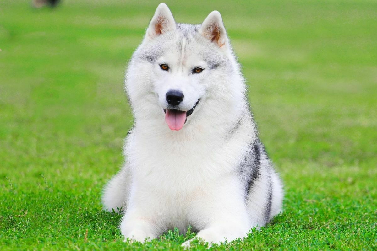 Siberian husky lying on the green grass